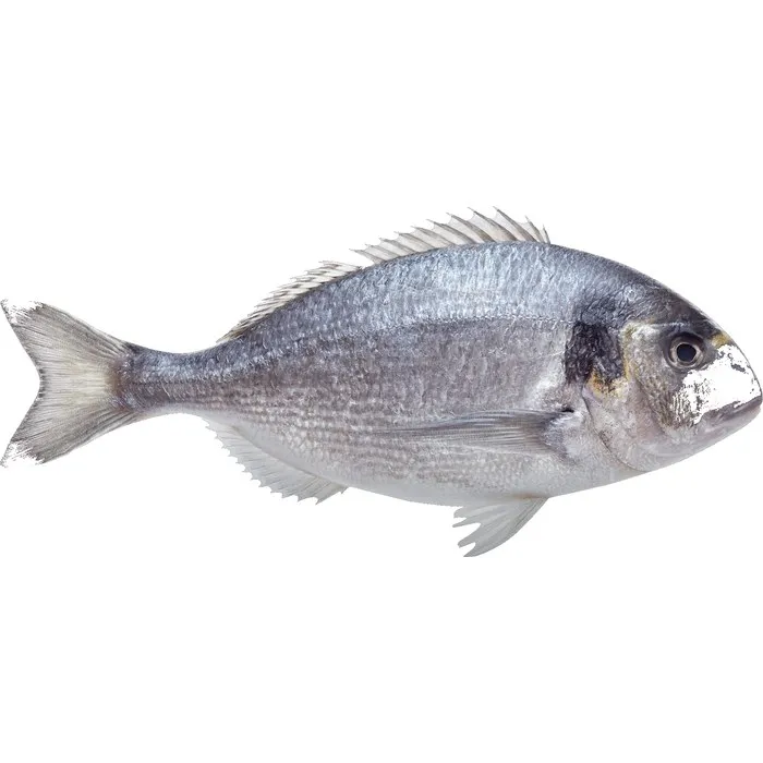 دوراد (سمك)
